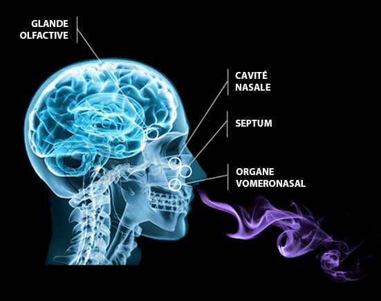 organe-vomero-nasal